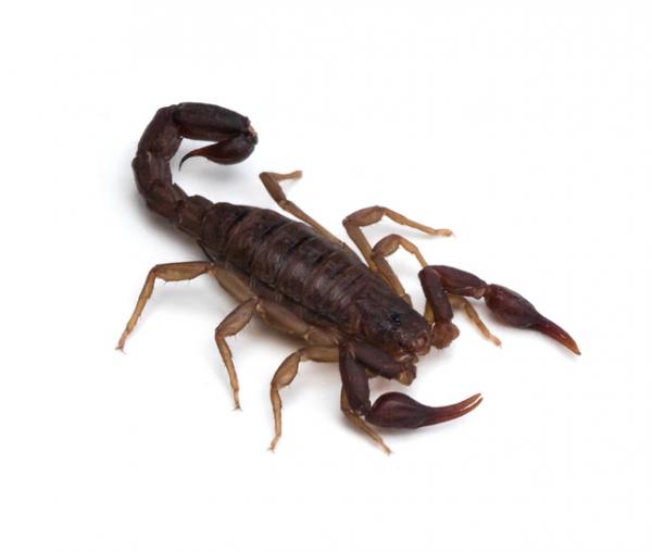 Skorpionityypit - Vaejovidae -perheen skorpionit