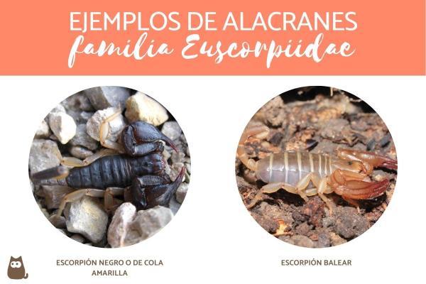 Skorpionityypit - Euscorpiidae -perheen skorpionit