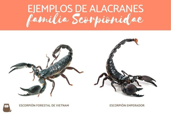 Skorpionityypit - Scorpionidae -perheen skorpionit