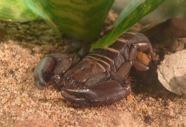 Skorpionityypit - Hemiscorpiidae -perheen skorpionit