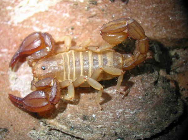 Skorpionityypit - Iuridae -perheen skorpionit