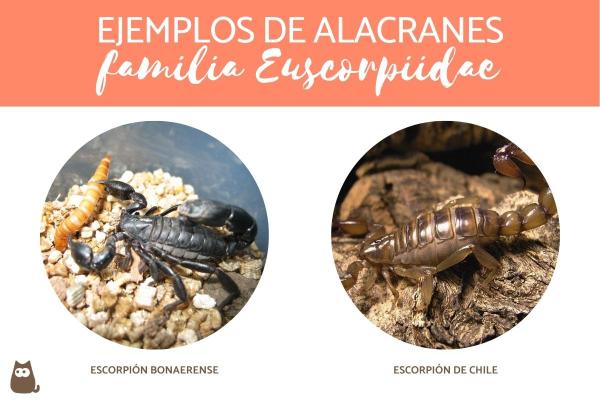 Skorpionityypit - Bothriuridae -perheen skorpionit