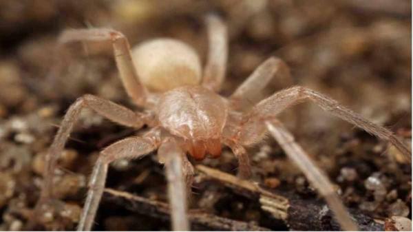 Luolissa ja koloissa elävät eläimet - Sokea hämähäkki (Sinopoda scurion) 