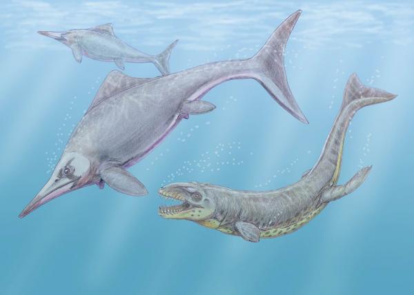 Meridinosaurusten tyypit - Nimet ja valokuvat - Ichthyosaurus