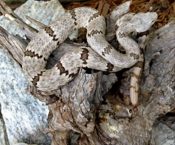 Missä kalkkarokäärme asuu – kalkkarokäärmeitä löytyy Meksikosta ja Yhdysvalloista