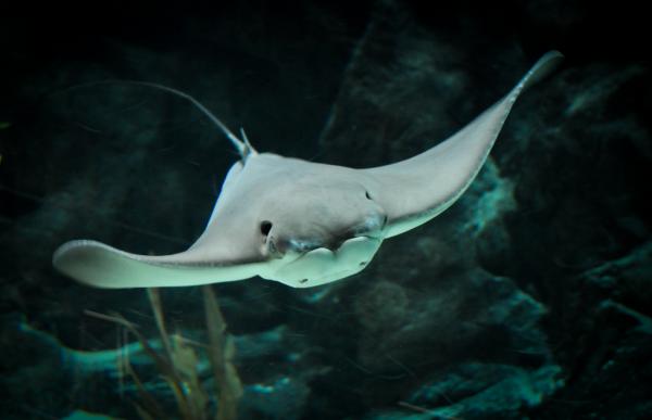 Maailman suurin merikala - Manta ray
