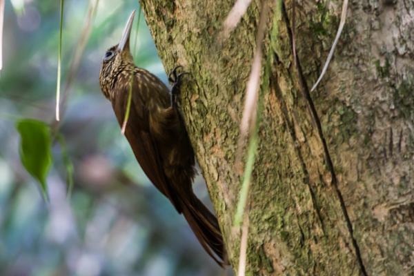10 eksoottista Amazonin lintua - 7. Pähkinähattu 