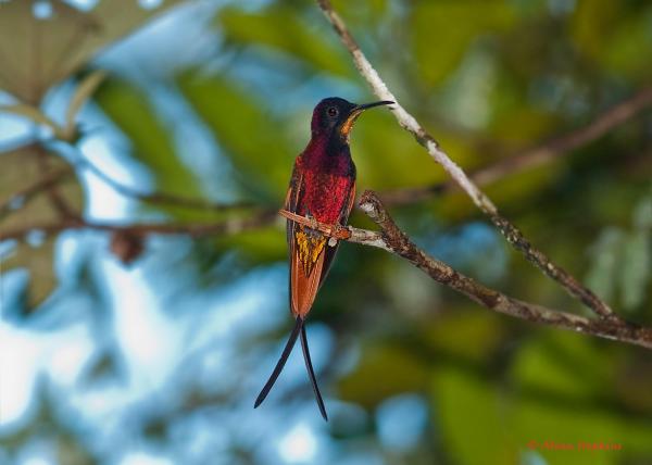 10 eksoottista Amazonin lintua - 6. Topaasi Hummingbird