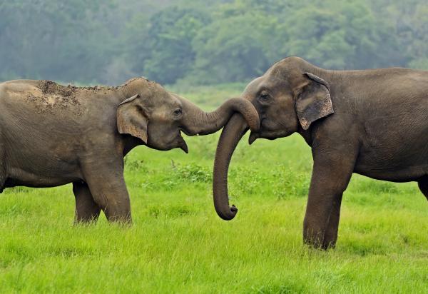Miten norsut lisääntyvät?  - Elefantin lisääntymisjärjestelmä