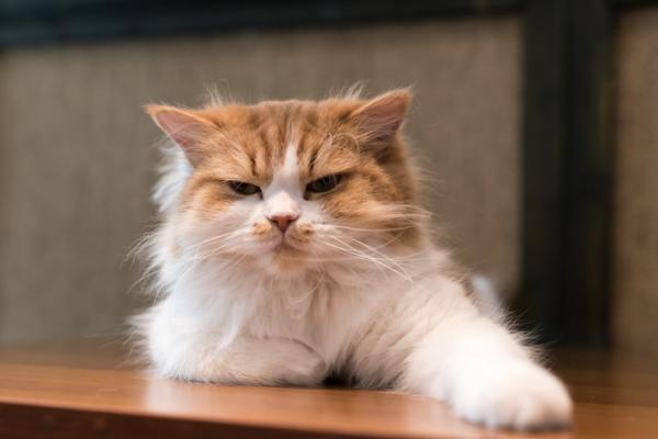 5 asiaa joita kissat vihaavat ihmisissa