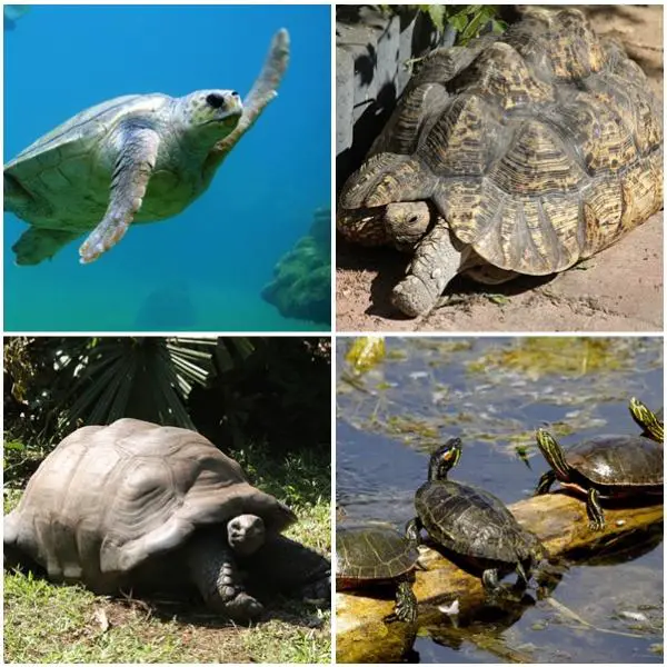 Erot veden ja maan kilpikonnien valilla