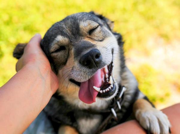 Hymyilevatko koirat
