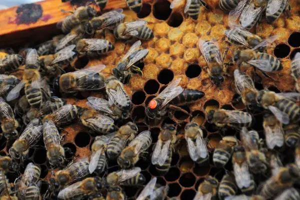 Kuinka mehilaisesta tulee kuningatar