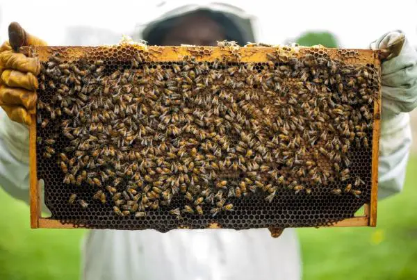 Kuinka tehda mehilaispesa