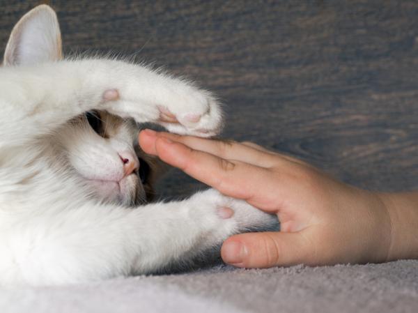 Miksi kissani ei pida tassujensa koskettamisesta
