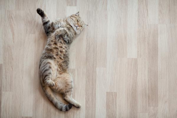 Miksi kissani pyorii lattialla