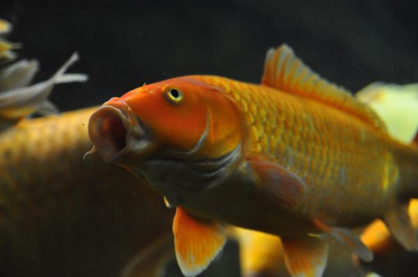 Miksi makean veden kalat kuolevat suolavedessa