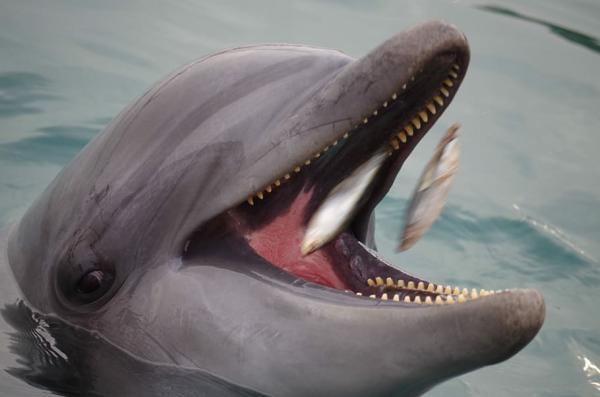 Mita delfiinit syovat