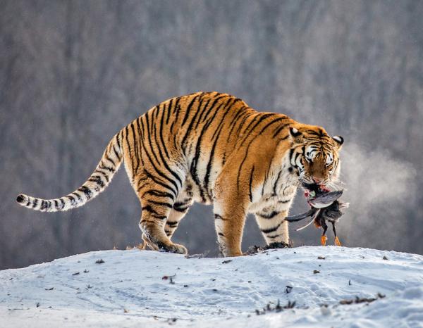 Miten tiikerit metsastavat