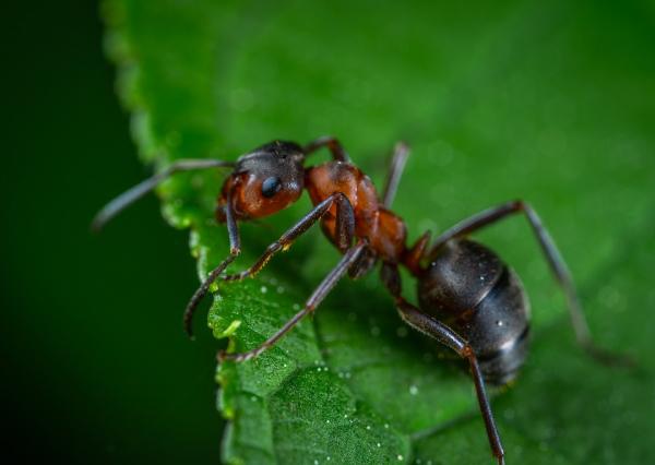 Muurahaisten tyypit ominaisuudet ja valokuvat