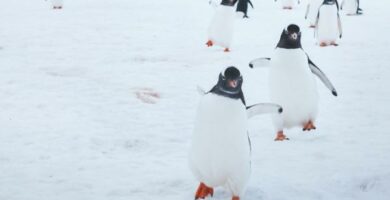 Onko pingviini lintu