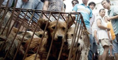 Yulin Koiranlihafestivaali Kiinassa