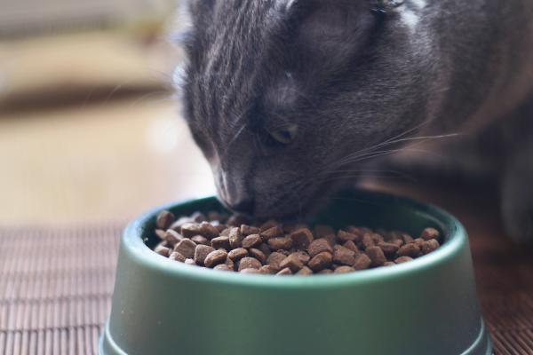 Miksi kissat juovat vesijohtovettä?  - Miksi kissani juo vesijohtovettä, jos hän ei ole juonut sitä aiemmin?