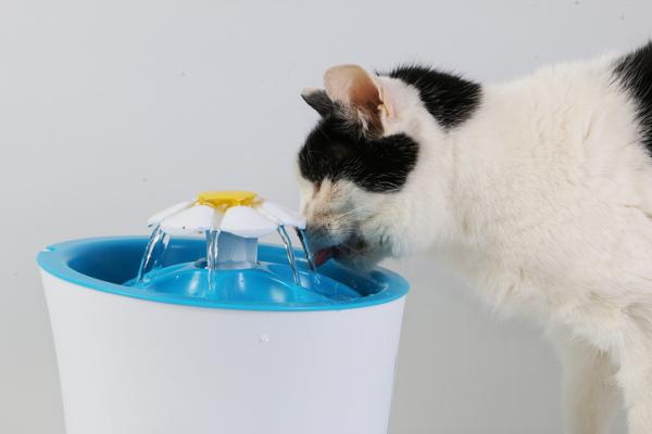Miksi kissat juovat vesijohtovettä?  - Kuinka estän kissani juomasta vesijohtovettä?