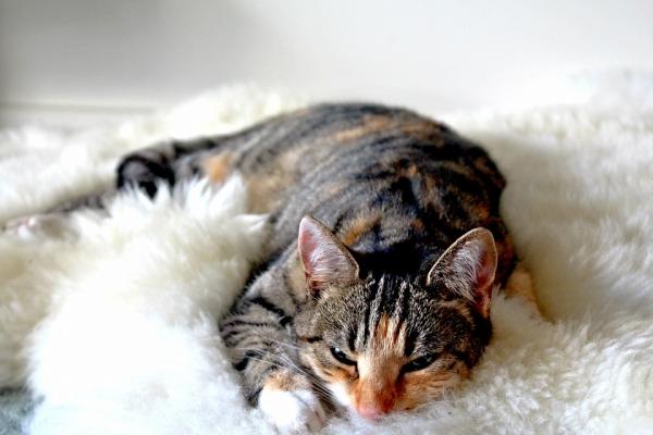 Nukkuuko kissa enemmän talvella?  - Sisä vs ulko