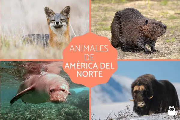 Amerikan eläimet - Pohjois-Amerikan eläimet