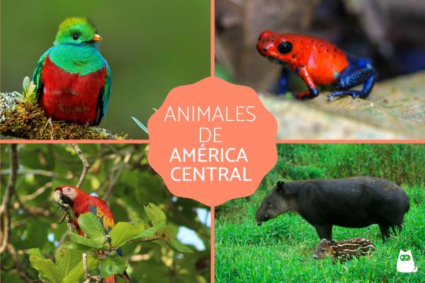 Amerikan eläimet - Keski-Amerikan eläimet