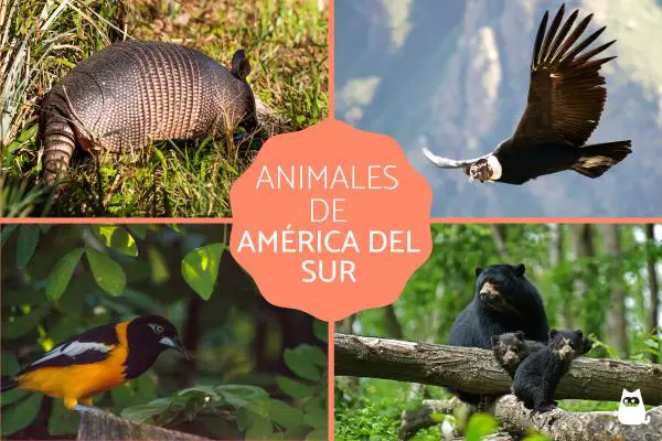 Amerikan eläimet - Etelä-Amerikan eläimet