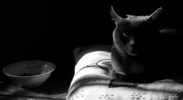 Miksi mustat kissat yhdistetään huonoon tuuriin?  - Mustien kissojen aiheuttaman huonon onnen myytin alkuperä