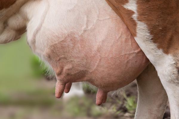 Miten lehmät valmistavat maitoa?  - Lehmän utareen rakenne