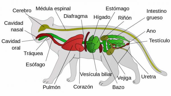 Kissan anatomia - Kissan ruoansulatusjärjestelmä