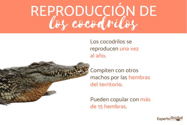 Miten krokotiilit syntyvät?  - Miten krokotiilit lisääntyvät?