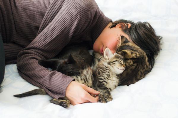 Miksi kissat nukkuvat mielellään ihmisten päällä?  - Miksi kissasi nukkuu päässäsi?