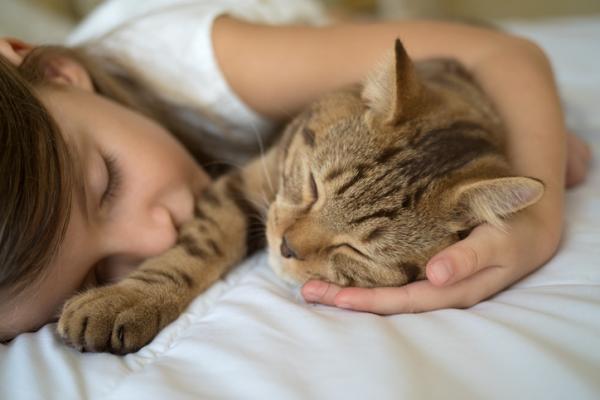 Miksi kissat nukkuvat mielellään ihmisten päällä?  - Miksi kissasi on aina päälläsi?