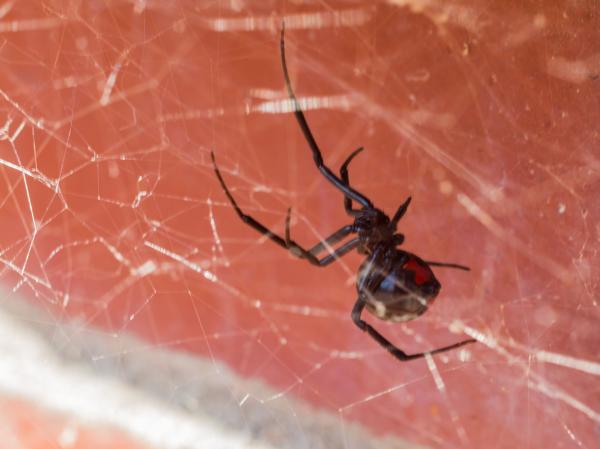 Myrkyllisten hämähäkkien tyypit - 3. Musta leski (Latrodectus mactans)
