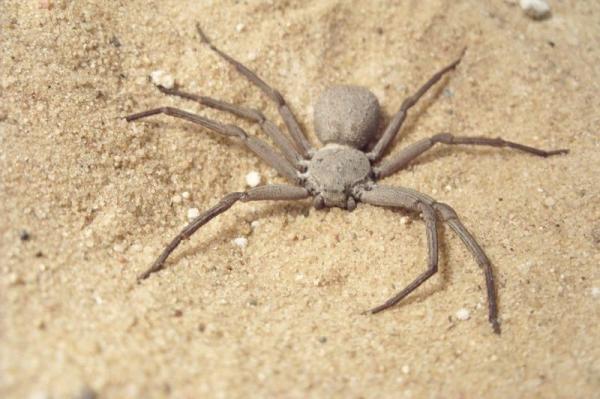 Myrkyllisten hämähäkkien tyypit - 6. 6-silmäinen hiekkahämähäkki (Sicarius terrosus)