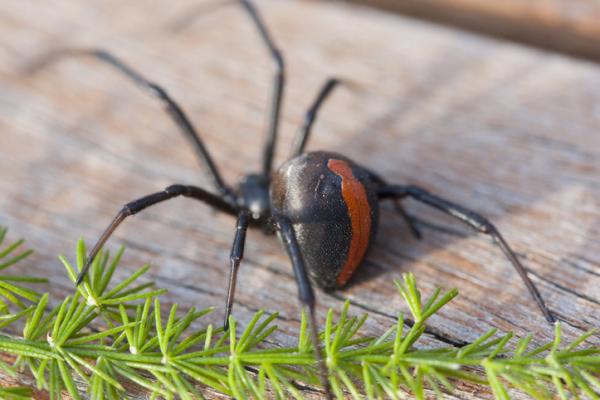 Myrkyllisten hämähäkkien tyypit - 7. Punaselkähämähäkki (Latrodectus hasselti)