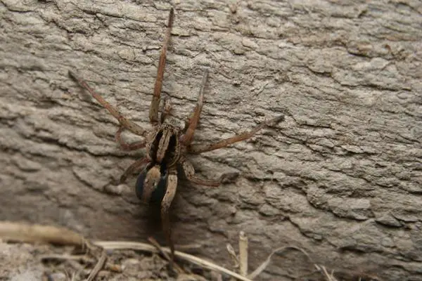 Myrkyllisten hämähäkkien tyypit - 5. Susihämähäkki (Lycosa erythrognatha)