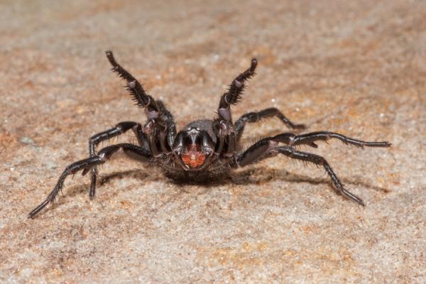 Myrkyllisten hämähäkkien tyypit - 1. Suppiloverkkohämähäkki (Atrax robustus)