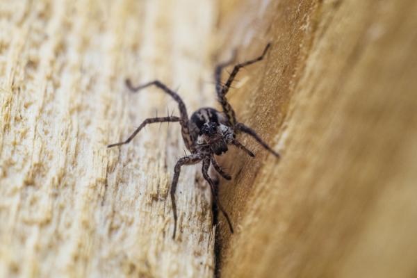 Myrkyllisten hämähäkkien tyypit - 9. Ruskea erakko (Loxosceles reclusa)