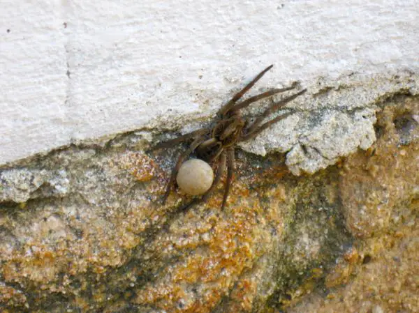 Myrkyllisten hämähäkkien tyypit - 2. Banaanihämähäkki (Phoneutria nigriventer)