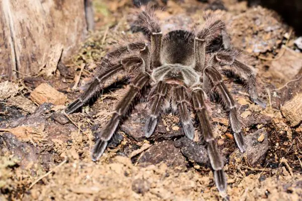 Myrkyllisten hämähäkkien tyypit - 4. Goliath Tarantula (Theraphosa blondi) 