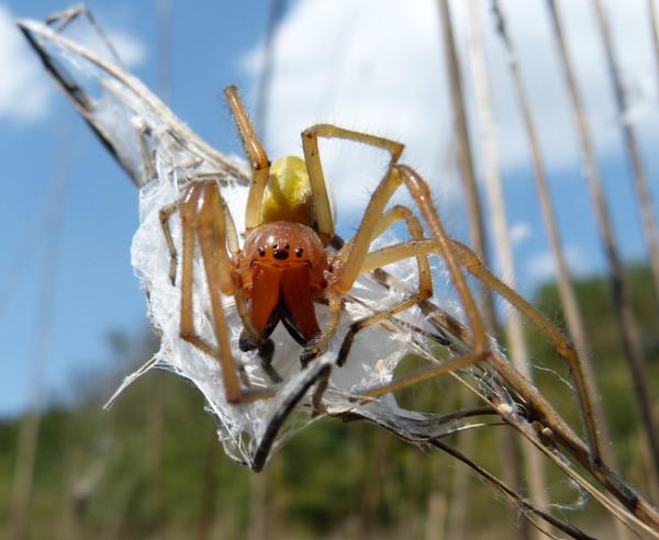 Myrkyllisten hämähäkkien tyypit - 10. Keltainen pussihämähäkki (Cheiracanthium punctorium)