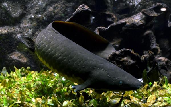 Lungfish - Ominaisuudet ja esimerkit - Queensland Lungfish
