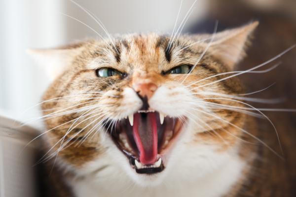 Voiko kissa puolustaa omistajaansa?  - Voivatko kissat todella puolustaa huoltajiaan?