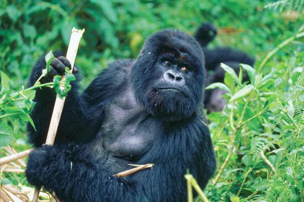 Gorillatyypit – Miten eri gorillalajit eroavat toisistaan?